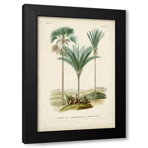 Antique Palm Collection IX Black Modern Wood Framed Art Print by DOrbigny, M. Charles
