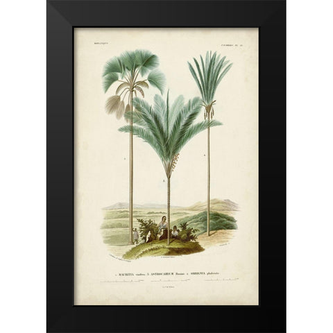Antique Palm Collection IX Black Modern Wood Framed Art Print by DOrbigny, M. Charles
