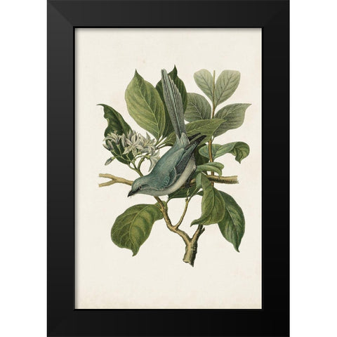 Antique Bird Trio II Black Modern Wood Framed Art Print by Unknown