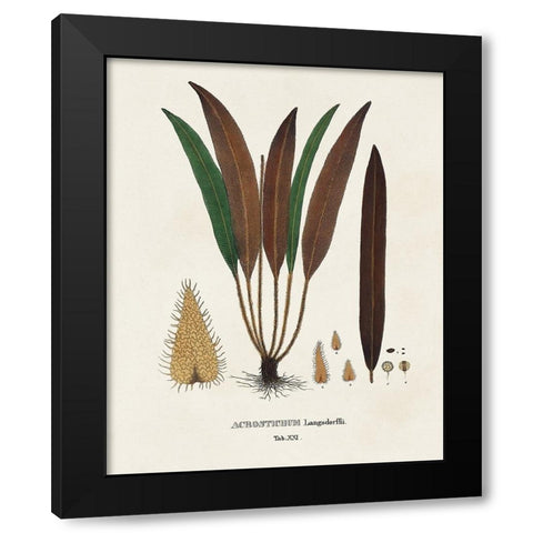 Botanical Society Ferns I Black Modern Wood Framed Art Print with Double Matting by Vision Studio