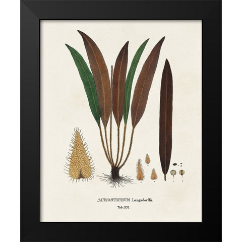 Botanical Society Ferns I Black Modern Wood Framed Art Print by Vision Studio