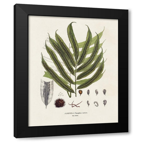 Botanical Society Ferns II Black Modern Wood Framed Art Print with Double Matting by Vision Studio