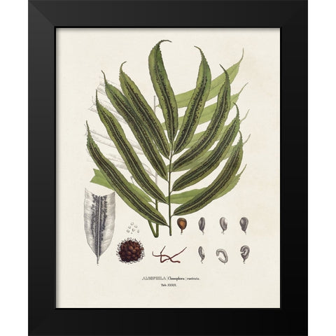 Botanical Society Ferns II Black Modern Wood Framed Art Print by Vision Studio