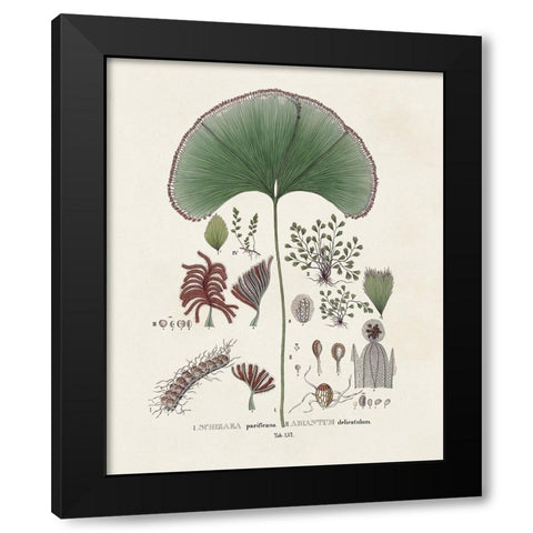 Botanical Society Ferns III Black Modern Wood Framed Art Print with Double Matting by Vision Studio