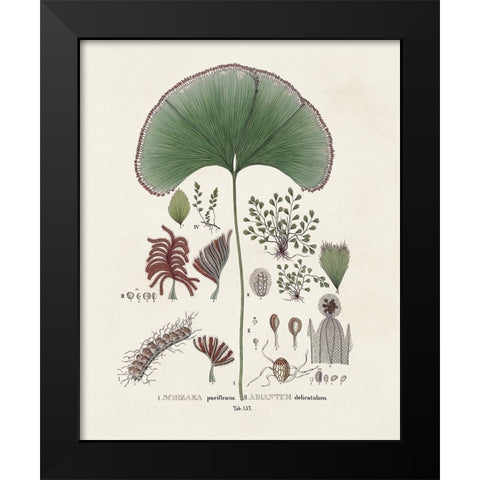 Botanical Society Ferns III Black Modern Wood Framed Art Print by Vision Studio