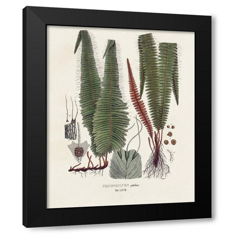 Botanical Society Ferns IV Black Modern Wood Framed Art Print by Vision Studio