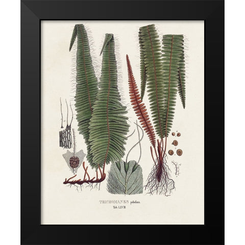 Botanical Society Ferns IV Black Modern Wood Framed Art Print by Vision Studio