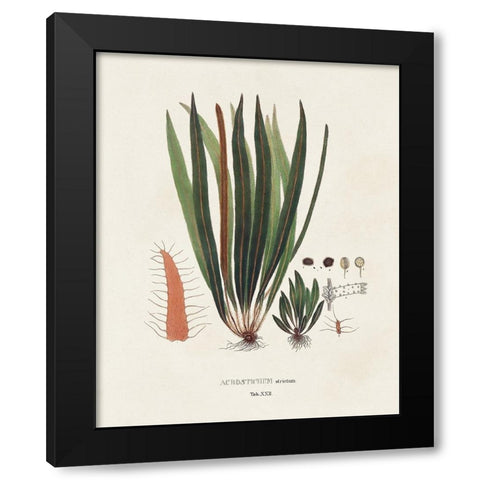 Botanical Society Ferns V Black Modern Wood Framed Art Print by Vision Studio