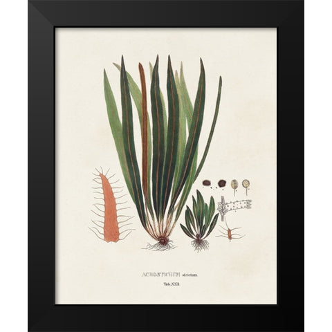 Botanical Society Ferns V Black Modern Wood Framed Art Print by Vision Studio