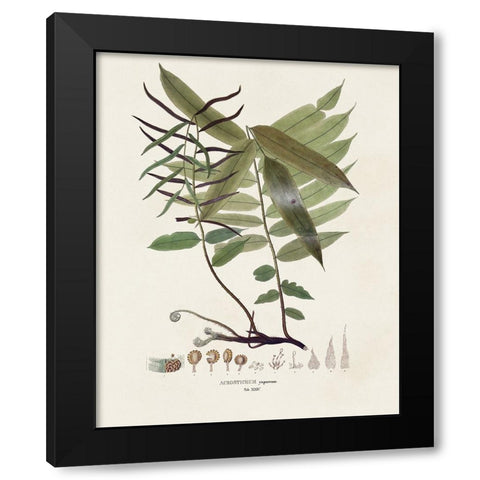 Botanical Society Ferns VI Black Modern Wood Framed Art Print with Double Matting by Vision Studio