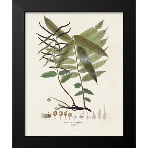 Botanical Society Ferns VI Black Modern Wood Framed Art Print by Vision Studio