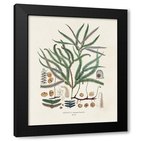 Botanical Society Ferns VII Black Modern Wood Framed Art Print with Double Matting by Vision Studio