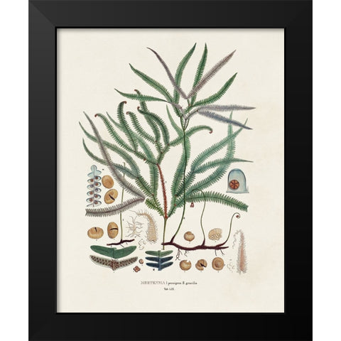 Botanical Society Ferns VII Black Modern Wood Framed Art Print by Vision Studio