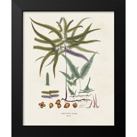 Botanical Society Ferns VIII Black Modern Wood Framed Art Print by Vision Studio