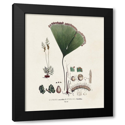 Botanical Society Ferns IX Black Modern Wood Framed Art Print by Vision Studio