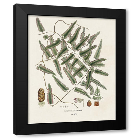 Botanical Society Ferns X Black Modern Wood Framed Art Print by Vision Studio