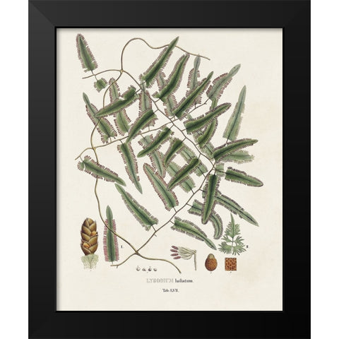 Botanical Society Ferns X Black Modern Wood Framed Art Print by Vision Studio