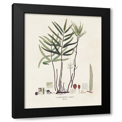 Botanical Society Ferns XI Black Modern Wood Framed Art Print with Double Matting by Vision Studio