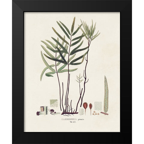 Botanical Society Ferns XI Black Modern Wood Framed Art Print by Vision Studio