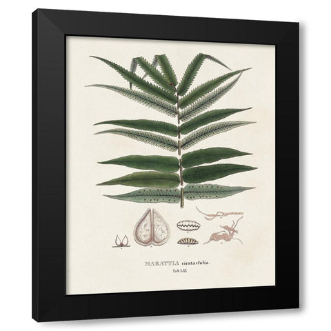 Botanical Society Ferns XII Black Modern Wood Framed Art Print with Double Matting by Vision Studio