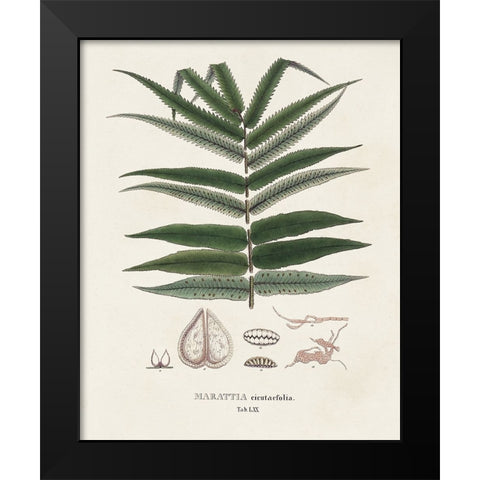 Botanical Society Ferns XII Black Modern Wood Framed Art Print by Vision Studio