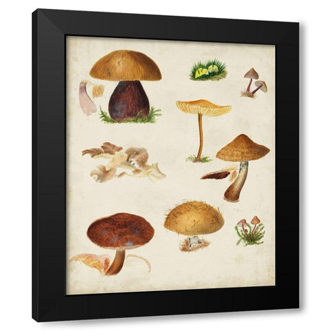 Mushroom Species II Black Modern Wood Framed Art Print with Double Matting by Vision Studio