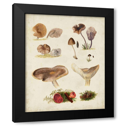 Mushroom Species III Black Modern Wood Framed Art Print by Vision Studio