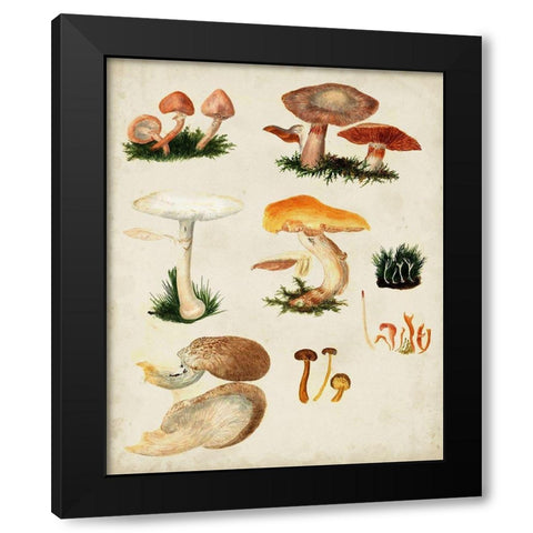 Mushroom Species IV Black Modern Wood Framed Art Print with Double Matting by Vision Studio