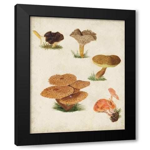 Mushroom Species V Black Modern Wood Framed Art Print with Double Matting by Vision Studio