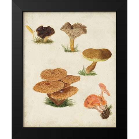 Mushroom Species V Black Modern Wood Framed Art Print by Vision Studio