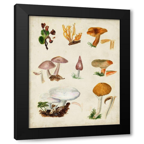 Mushroom Species VI Black Modern Wood Framed Art Print with Double Matting by Vision Studio