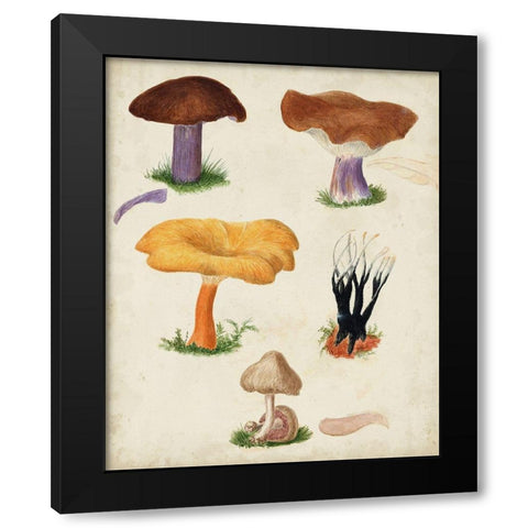 Mushroom Species VII Black Modern Wood Framed Art Print with Double Matting by Vision Studio