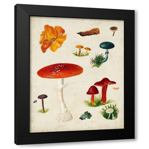 Mushroom Species VIII Black Modern Wood Framed Art Print by Vision Studio