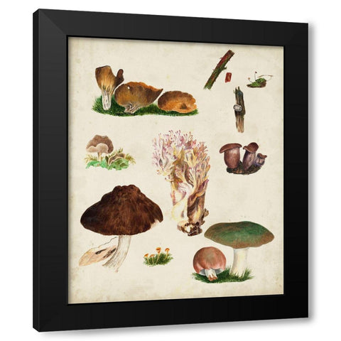 Mushroom Species IX Black Modern Wood Framed Art Print with Double Matting by Vision Studio