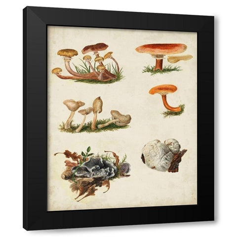 Mushroom Species X Black Modern Wood Framed Art Print with Double Matting by Vision Studio