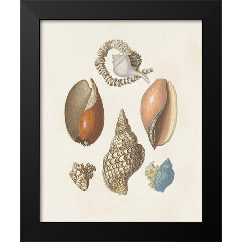 Knorr Shells And Coral I Black Modern Wood Framed Art Print by Knorr