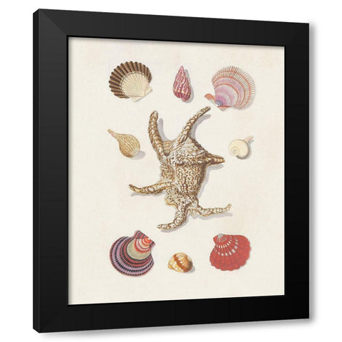 Knorr Shells And Coral II Black Modern Wood Framed Art Print with Double Matting by Knorr