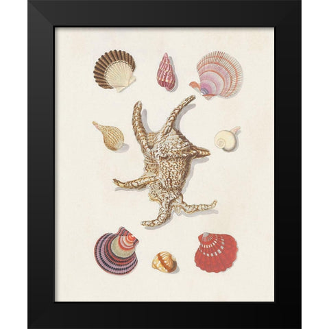 Knorr Shells And Coral II Black Modern Wood Framed Art Print by Knorr