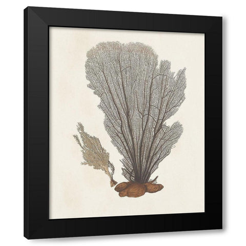 Knorr Shells And Coral III Black Modern Wood Framed Art Print with Double Matting by Knorr