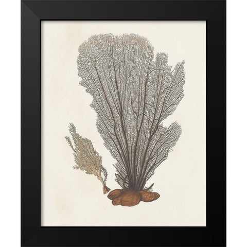 Knorr Shells And Coral III Black Modern Wood Framed Art Print by Knorr