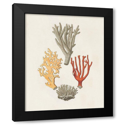 Knorr Shells And Coral IV Black Modern Wood Framed Art Print with Double Matting by Knorr