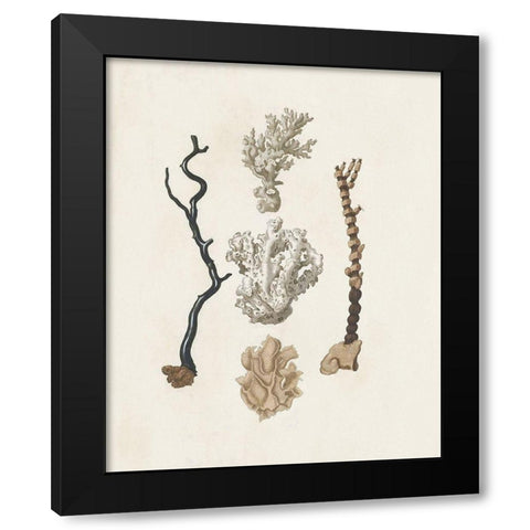 Knorr Shells And Coral V Black Modern Wood Framed Art Print with Double Matting by Knorr