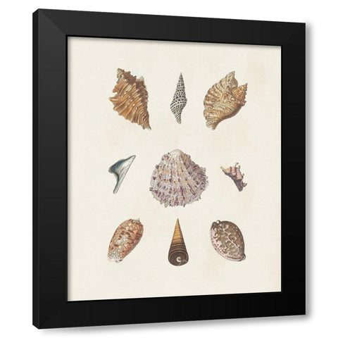 Knorr Shells And Coral VI Black Modern Wood Framed Art Print with Double Matting by Knorr
