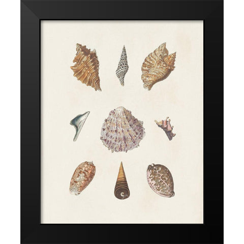 Knorr Shells And Coral VI Black Modern Wood Framed Art Print by Knorr