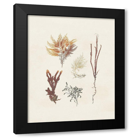 Knorr Shells And Coral VII Black Modern Wood Framed Art Print with Double Matting by Knorr