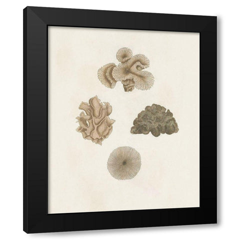Knorr Shells And Coral VIII Black Modern Wood Framed Art Print with Double Matting by Knorr
