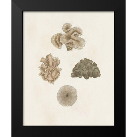 Knorr Shells And Coral VIII Black Modern Wood Framed Art Print by Knorr