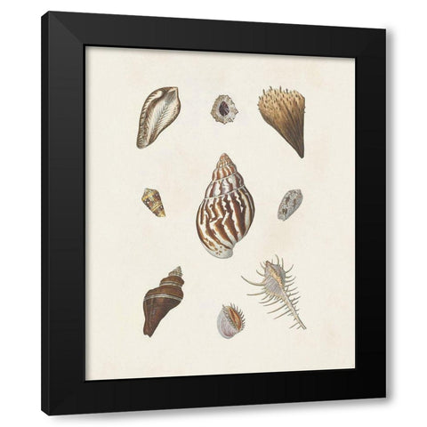 Knorr Shells And Coral IX Black Modern Wood Framed Art Print with Double Matting by Knorr