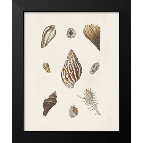 Knorr Shells And Coral IX Black Modern Wood Framed Art Print by Knorr