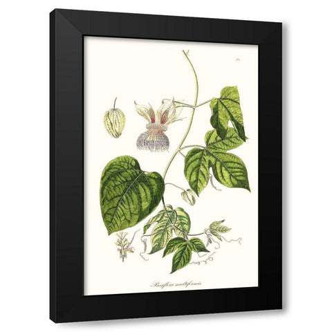 Passion Flower Trio I Black Modern Wood Framed Art Print with Double Matting by Unknown